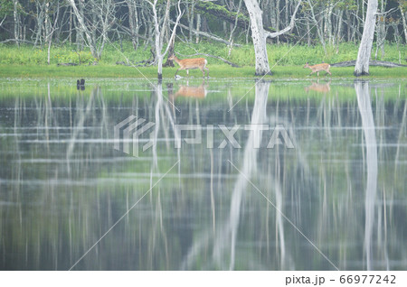水辺を歩くエゾシカの親子（北海道） 66977242