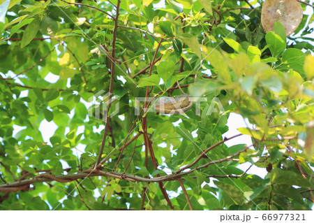 アケビの実 66977321