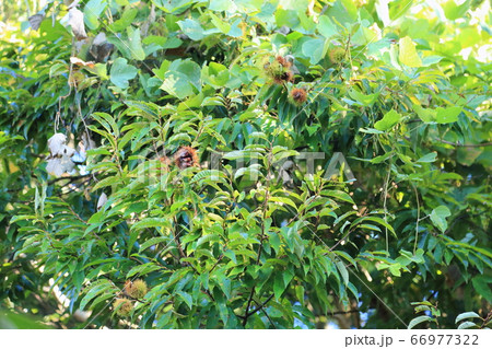 クリの実 66977322