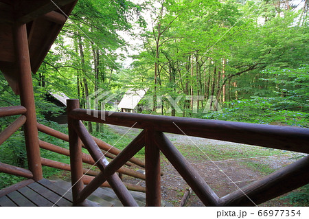 森の中のキャンプ場(島根県 三瓶北の原キャンプ場のバンガローからの眺め) 森の中のキャンプ場(島根県 三瓶北の原キャンプ場のバンガローからの眺め) 66977354