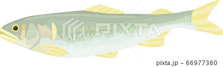 天然鮎のベクターイラスト 66977360