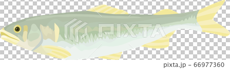 天然鮎のベクターイラスト 66977360