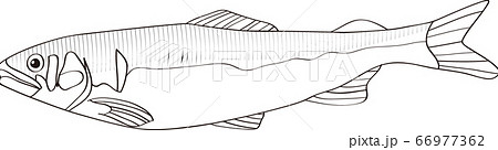 天然鮎のベクターイラスト 線画のイラスト素材 66977362 Pixta