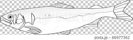 Vector illustration of natural sweetfish Line drawing 66977362