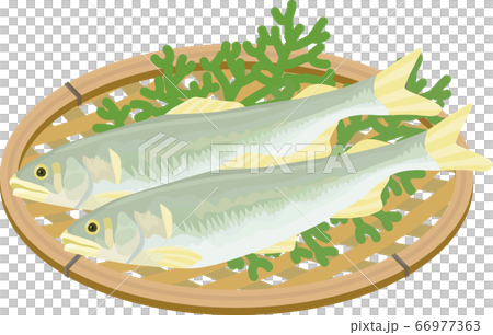 天然鮎のかご盛りベクターイラスト 天然鮎のかご盛りベクターイラスト 66977363