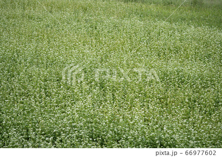 蕎麦畑 蕎麦畑 66977602