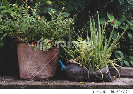 Plastic bottle water DIY for planting plant and decoration in garden, reuse and recycle concept Plastic bottle water DIY for planting plant and decoration in garden, reuse and recycle concept 66977732