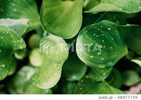 Green Water Hyacinth leaves pattern background, Aquatic plant floating in the river 66977739