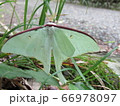 オオミズアオ 66978097