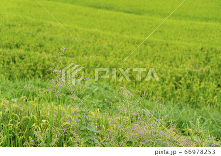 イヌハギと棚田 イヌハギと棚田 66978253