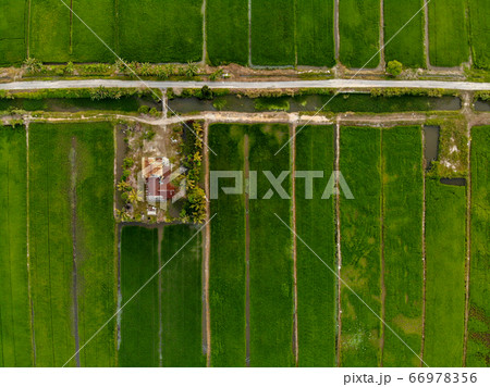 Aerial view of green paddy field at Malaysia. 66978356