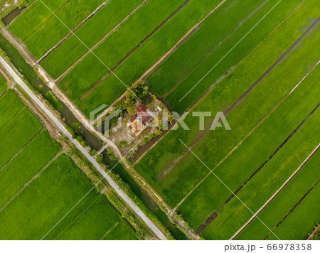 Aerial view of green paddy field at Malaysia. 66978358