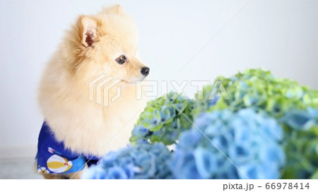 アジサイと黄昏れる犬 66978414