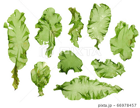 海藻 素材 ウスバアオノリ アオサ 海藻 素材 ウスバアオノリ アオサ 66978457