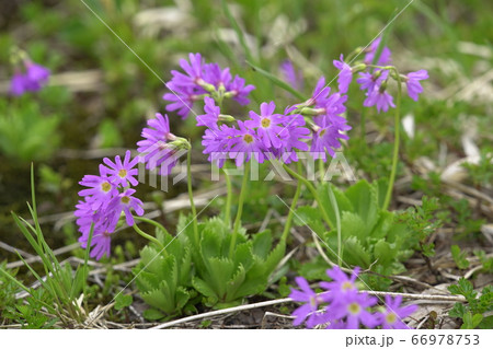 ハクサンコザクラ(白山小桜) ハクサンコザクラ(白山小桜) 66978753