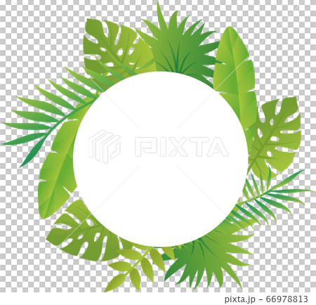 夏 植物 フレーム ふきだし 飾り枠 コピースペースのイラスト素材