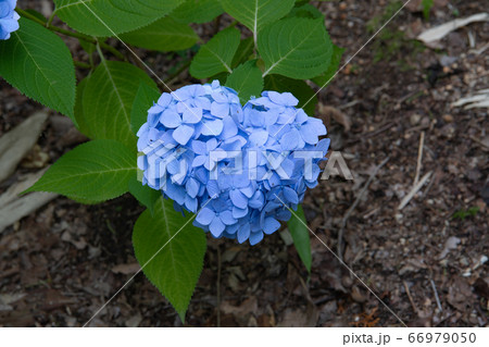 紫陽花（ハート型）三景園にて 66979050