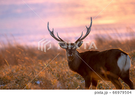 エゾシカ 北海道 標津郡 標津町 野付半島 蝦夷鹿 道東 エゾシカ 北海道 標津郡 標津町 野付半島 蝦夷鹿 道東 66979504