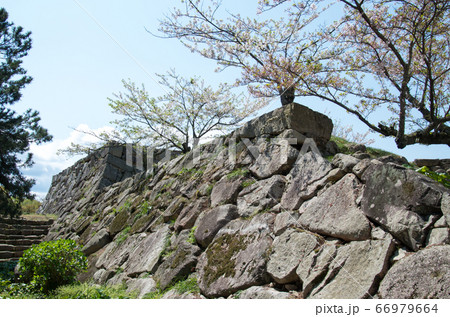 萩城址の石垣の景色 萩城址の石垣の景色 66979664
