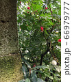 植物園 66979777