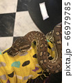 爬虫類カフェで蛇に巻きつかれる男 66979785