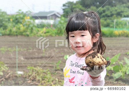 いも堀りを手伝う子供 いも堀りを手伝う子供 66980102