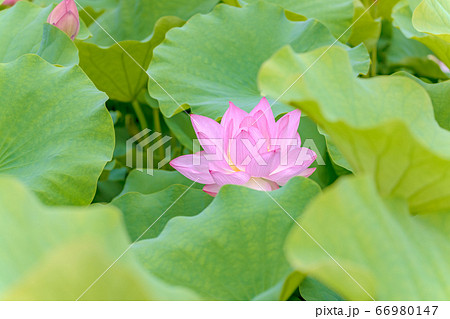 ハス (6月 蓮) ハス (6月 蓮) 66980147
