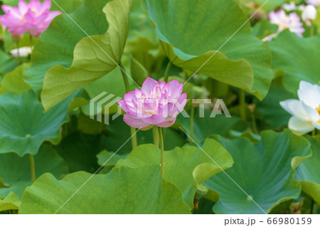 ハス (6月 蓮) ハス (6月 蓮) 66980159