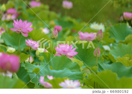 ハス (6月 蓮) ハス (6月 蓮) 66980192