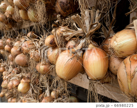 軒下に干したタマネギ 66980225