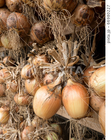 軒下に干したタマネギ 軒下に干したタマネギ 66980227