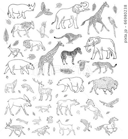 Vector hand drawn sketch set of wild animals 66980238