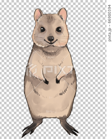Quokka插圖素材 66980394