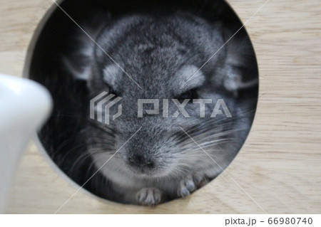 チンチラ 66980740