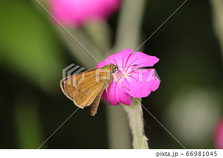 Small skipper・フランネルソウ・ チャバネセセリ,・イチモンジセセリ Small skipper・フランネルソウ・ チャバネセセリ,・イチモンジセセリ 66981045