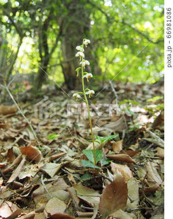 イチヤクソウ　いちやくそう　一薬草 66981086