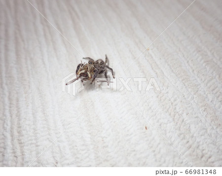ハエトリグモ捕食の写真素材