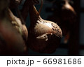 玉ねぎ 66981686