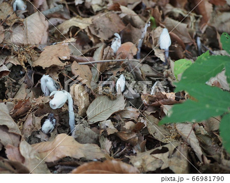 ギンリョウソウ　銀竜草 66981790