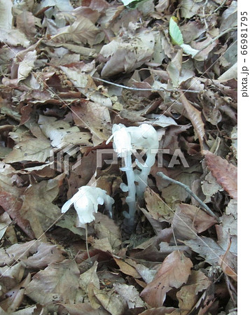 ギンリョウソウ　銀竜草 66981795