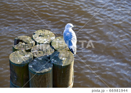 Bird gull on a wooden log in the water Bird gull on a wooden log in the water 66981944