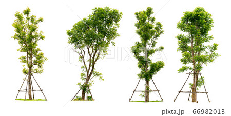 Collection tree isolated on white background with 66982013