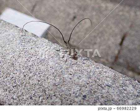 ヒメヒゲナガカミキリ 66982229