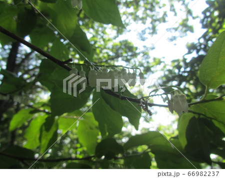 ネジキの花　捻木の花 66982237