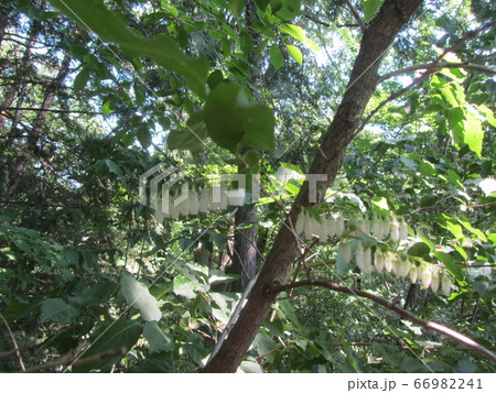 ネジキの花　捻木の花 66982241