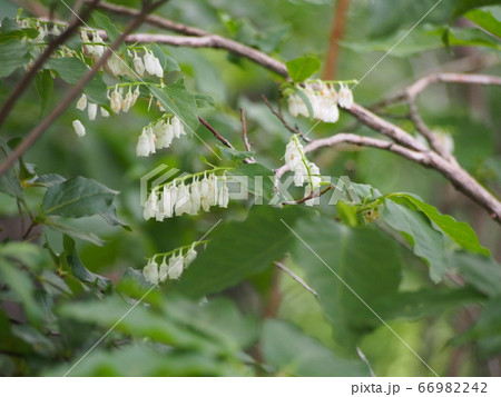ネジキの花　捻木の花 66982242
