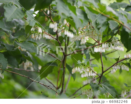 ネジキの花 捻木の花 ネジキの花 捻木の花 66982246