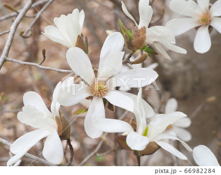 コブシの花 コブシの花 66982284