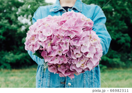 Girl holding big bunch of fresh purple hydrangea flowers in full bloom. 66982311