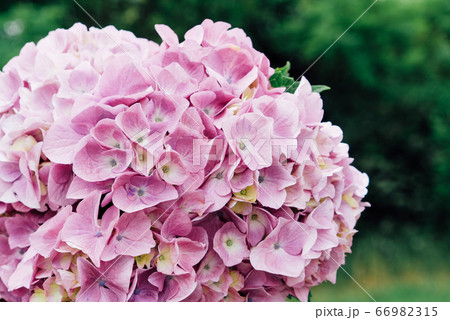 Beautiful fresh purple hydrangea flowers in full bloom. Beautiful fresh purple hydrangea flowers in full bloom. 66982315